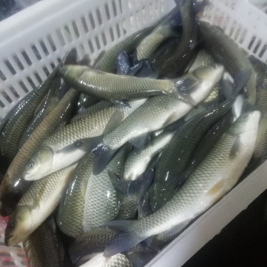 成都草鱼
