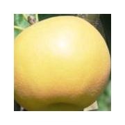 平度市南水梨 60mm以上 300-350g