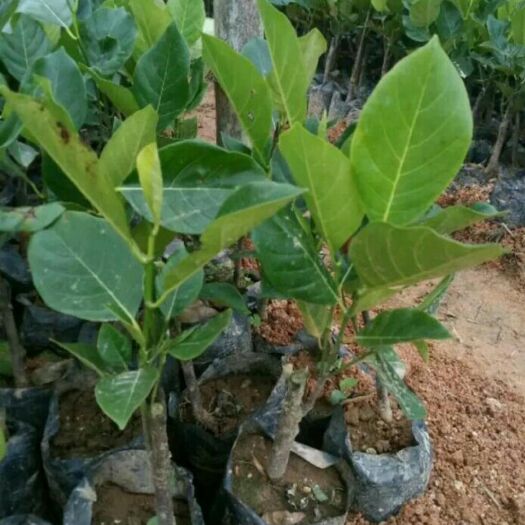 灵山县马来西亚一号菠萝蜜苗 