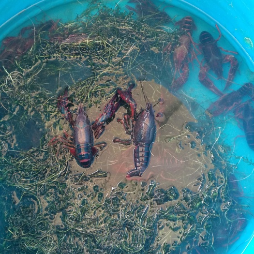 盱眙县龙虾苗