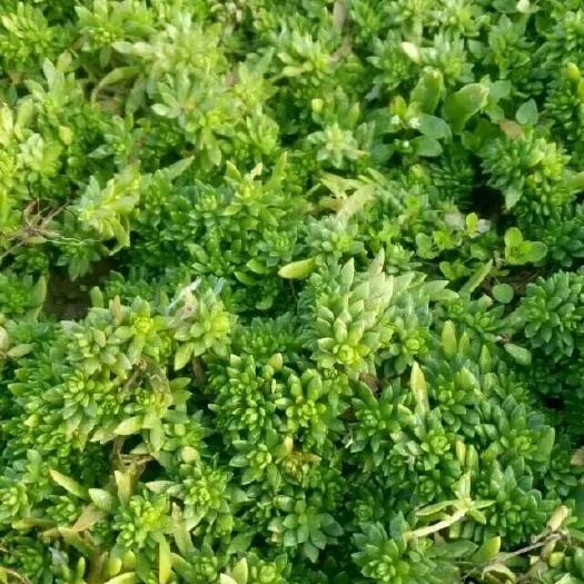沭阳县佛甲草