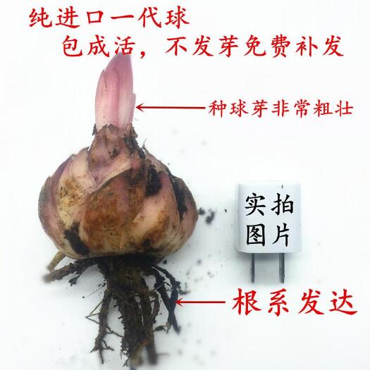 沭阳县百合 