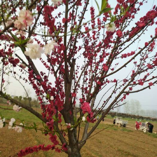 沭阳县红叶碧桃 