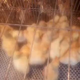 三河市土鸡苗 