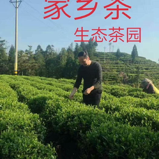 西宁云雾茶 散装 一级 