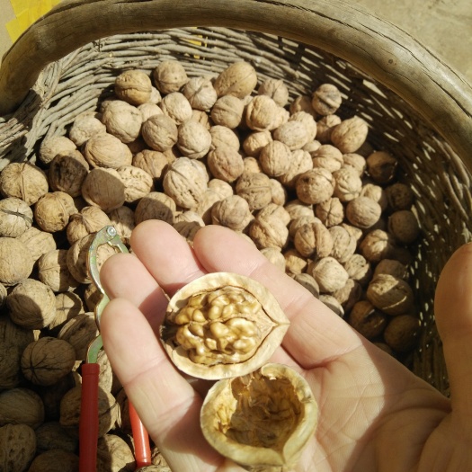 合水县老树核桃 