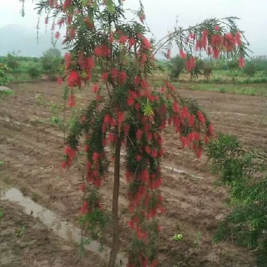 阳朔县 多花红千层