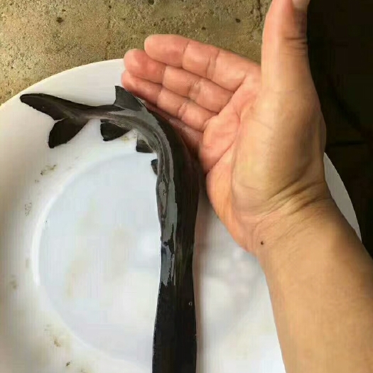 广州鸭嘴鱼苗