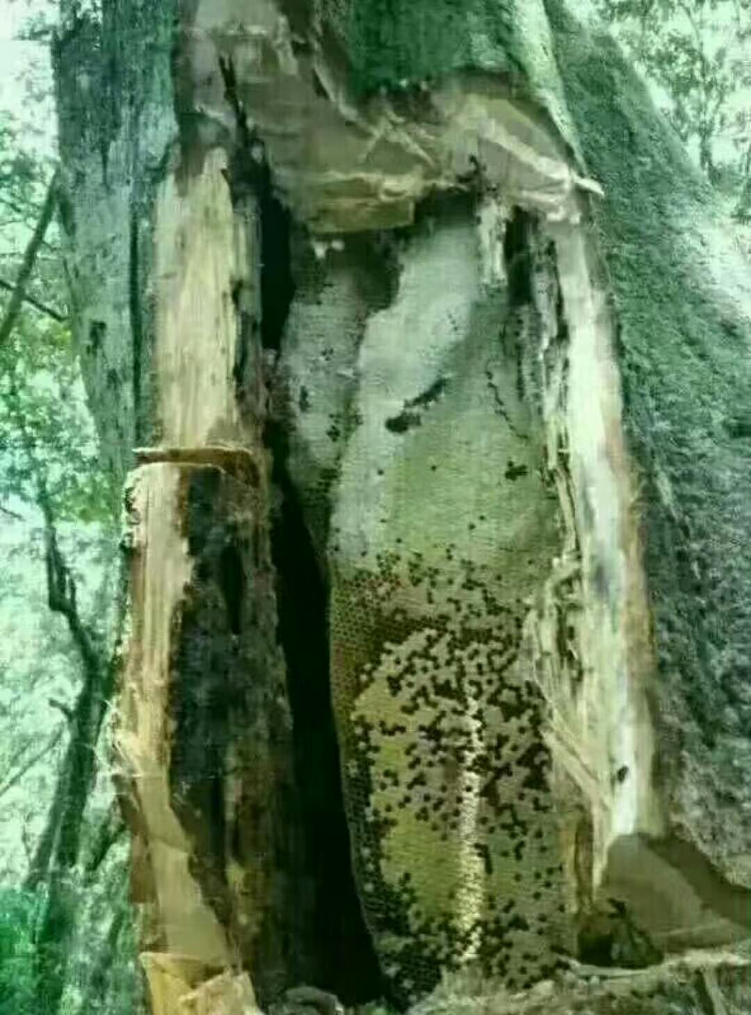 云南大山土蜂蜜