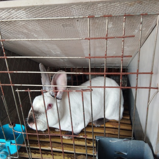 新沂市獭兔种兔 5斤以上