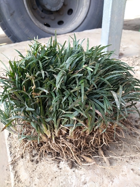 沭阳县麦冬草 