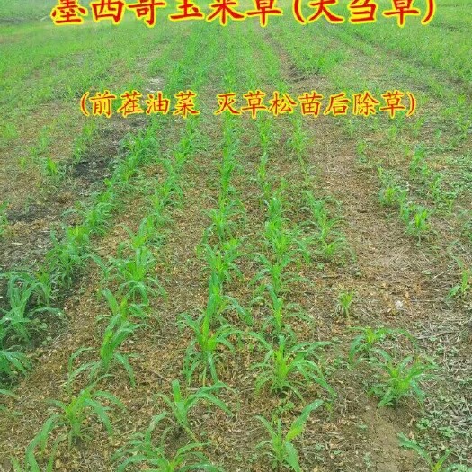 郓城县墨西哥玉米草 