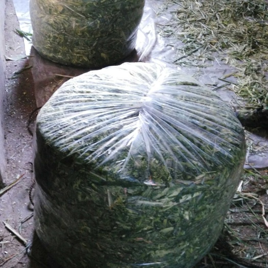 桃源县皇竹草种子  皇竹草种节