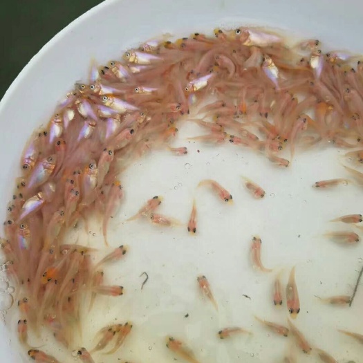 佛山红罗非鱼苗 