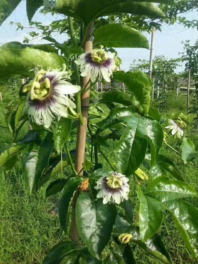 黄金百香果苗 