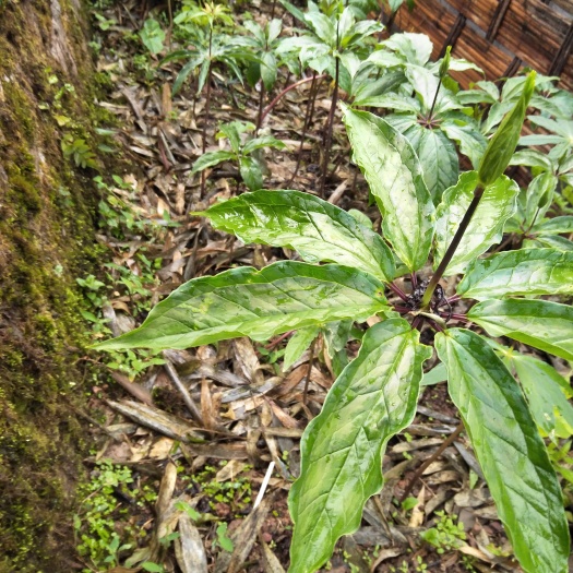 峨边县华重楼  七叶一枝花