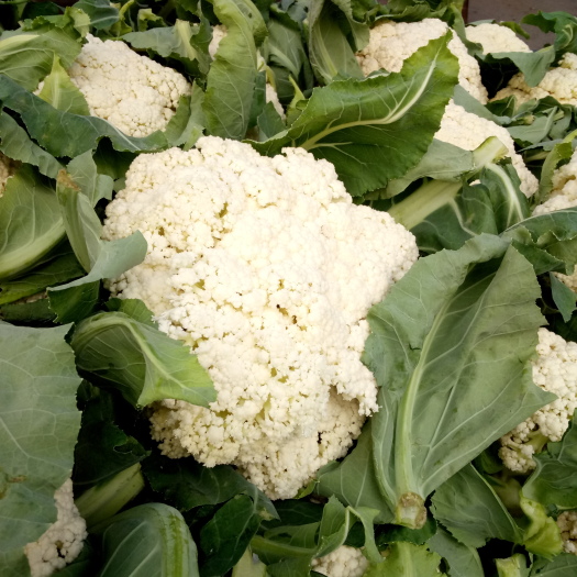 博爱县白花菜花 适中 河南省焦作市博爱县 2~3斤