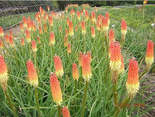 沭阳县火炬花