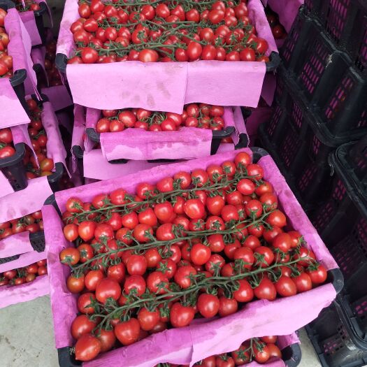 百色小番茄    圣女果  广西田阳产地直供圣女果个头均匀皮薄肉