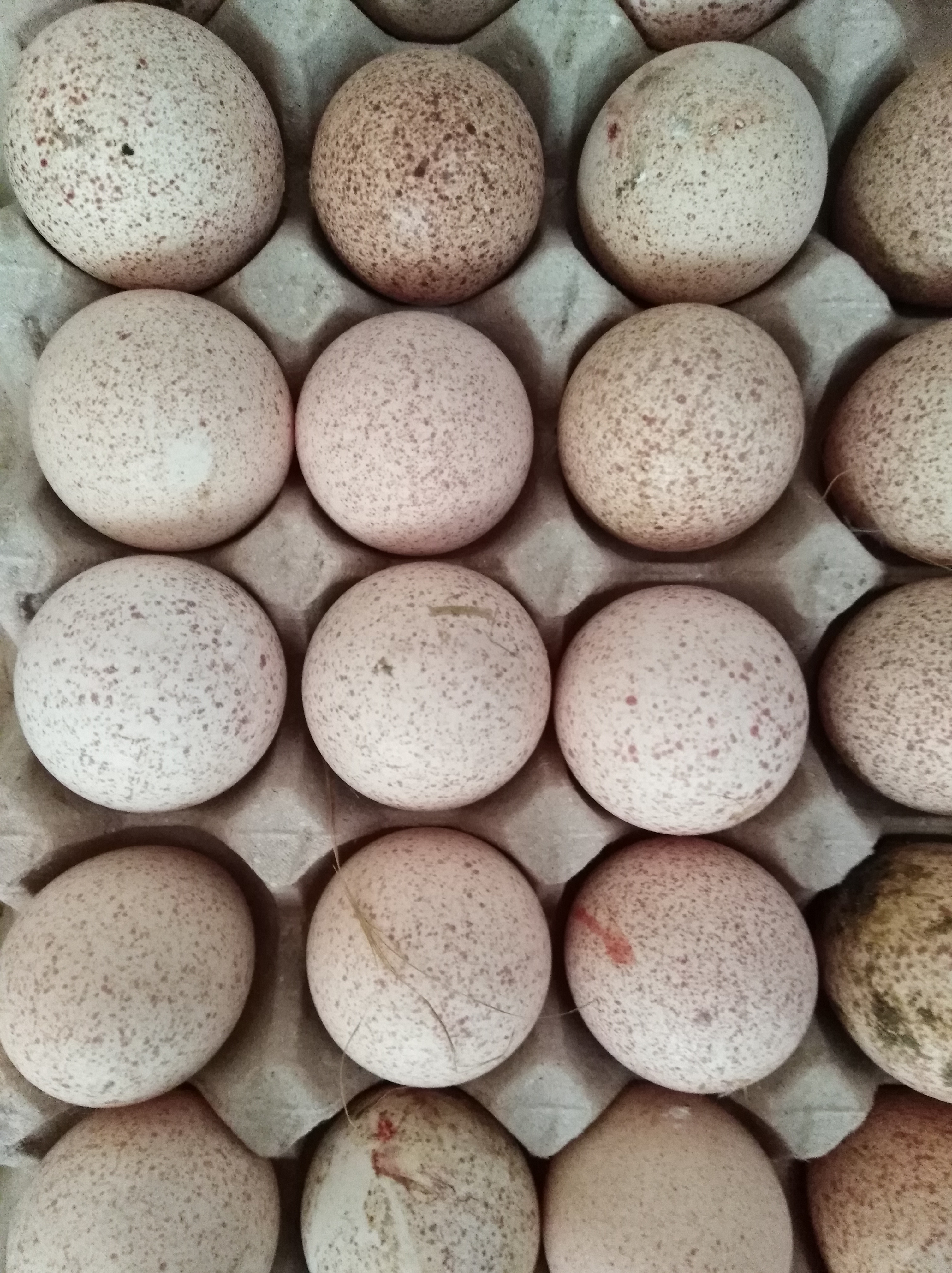 火鸡蛋 食用 简包装