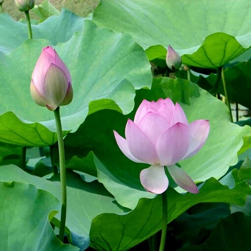 沭阳县荷花