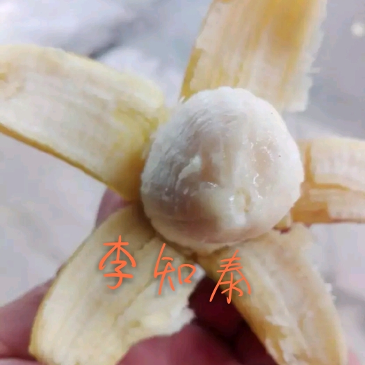 南宁皇帝蕉 七成熟 40斤以下 