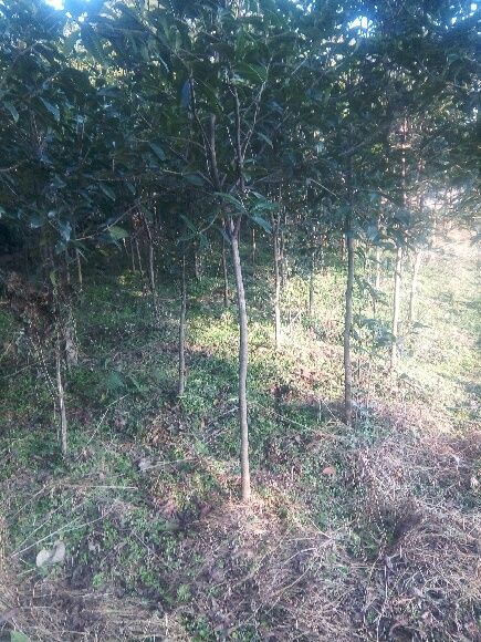普通桂花树 供应绿化苗木二十公分米径，规格多四季桂月桂丹金桂