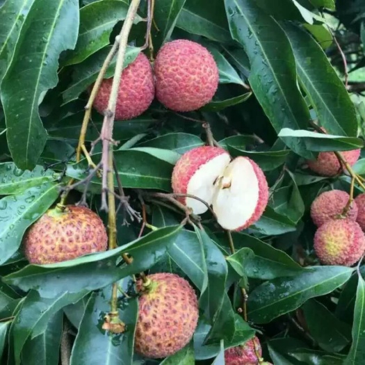 灵山县无核荔枝苗 