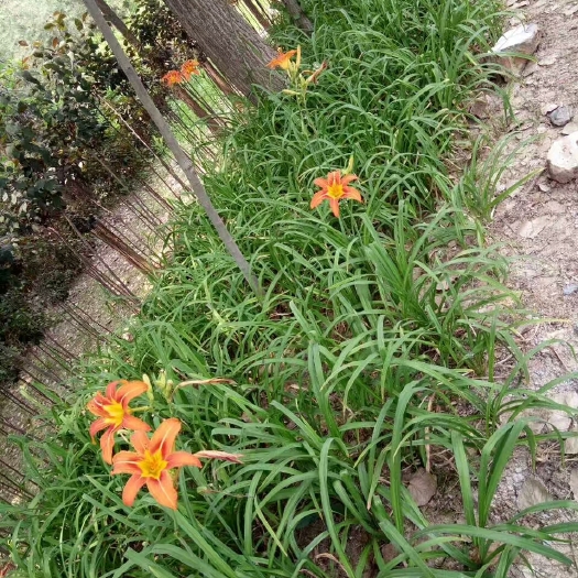 沭阳县萱草