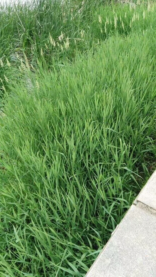 菏泽郓城县雀稗种子 小米草养殖鱼虾蟹牧草