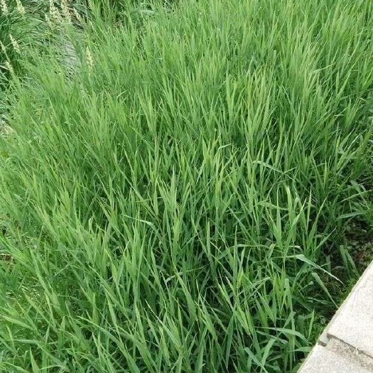 郓城县雀稗种子小米草养殖鱼虾蟹牧草小米草种子