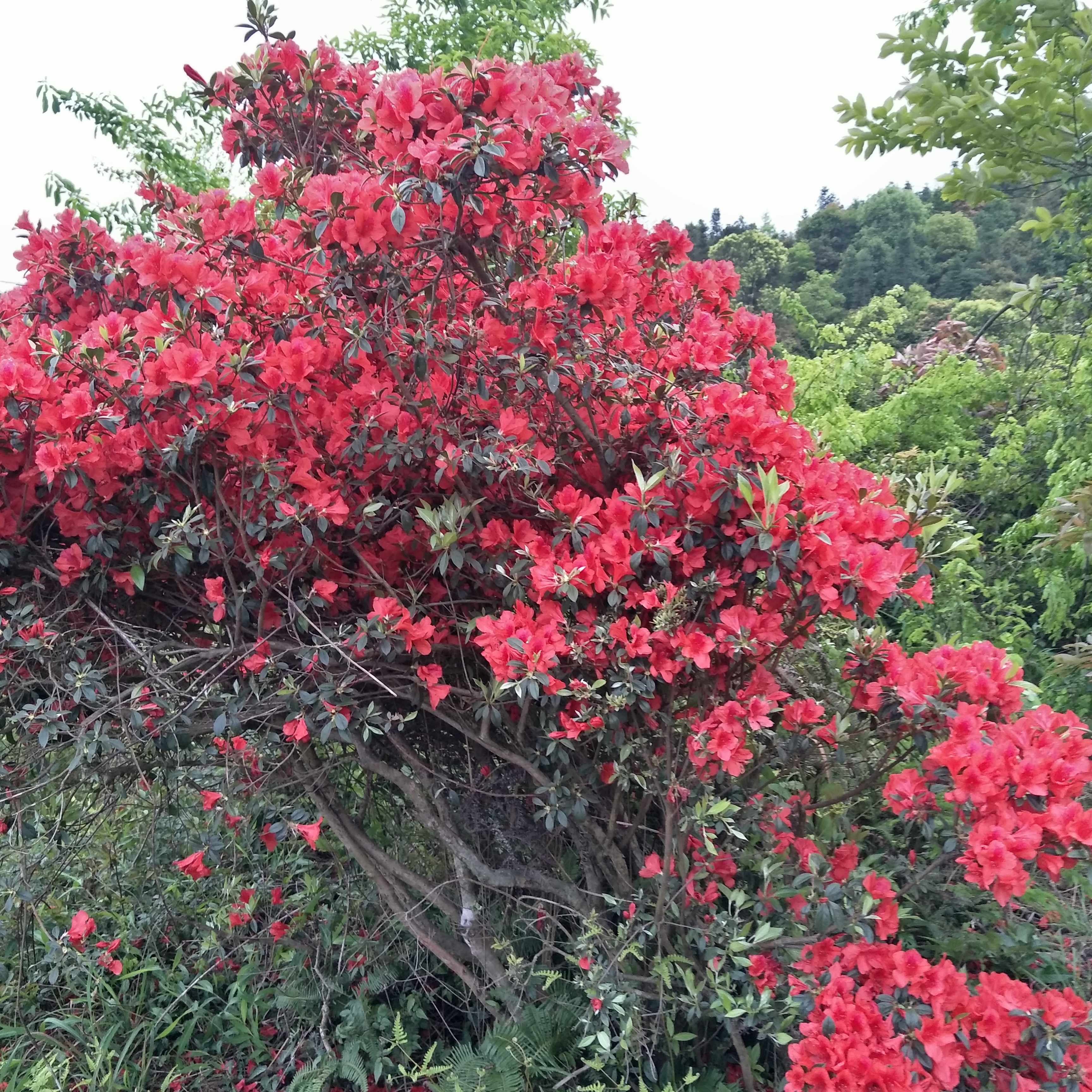 百年艳山红 防种植