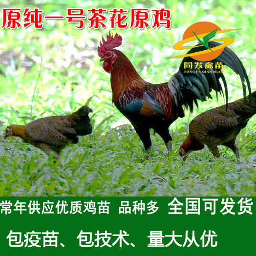 钦州茶花鸡 统货 2斤以下