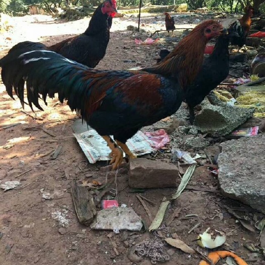 柳州 杂交斗鸡苗 杂交斗鸡 肉质紧实 皮下无油 宫保鸡丁