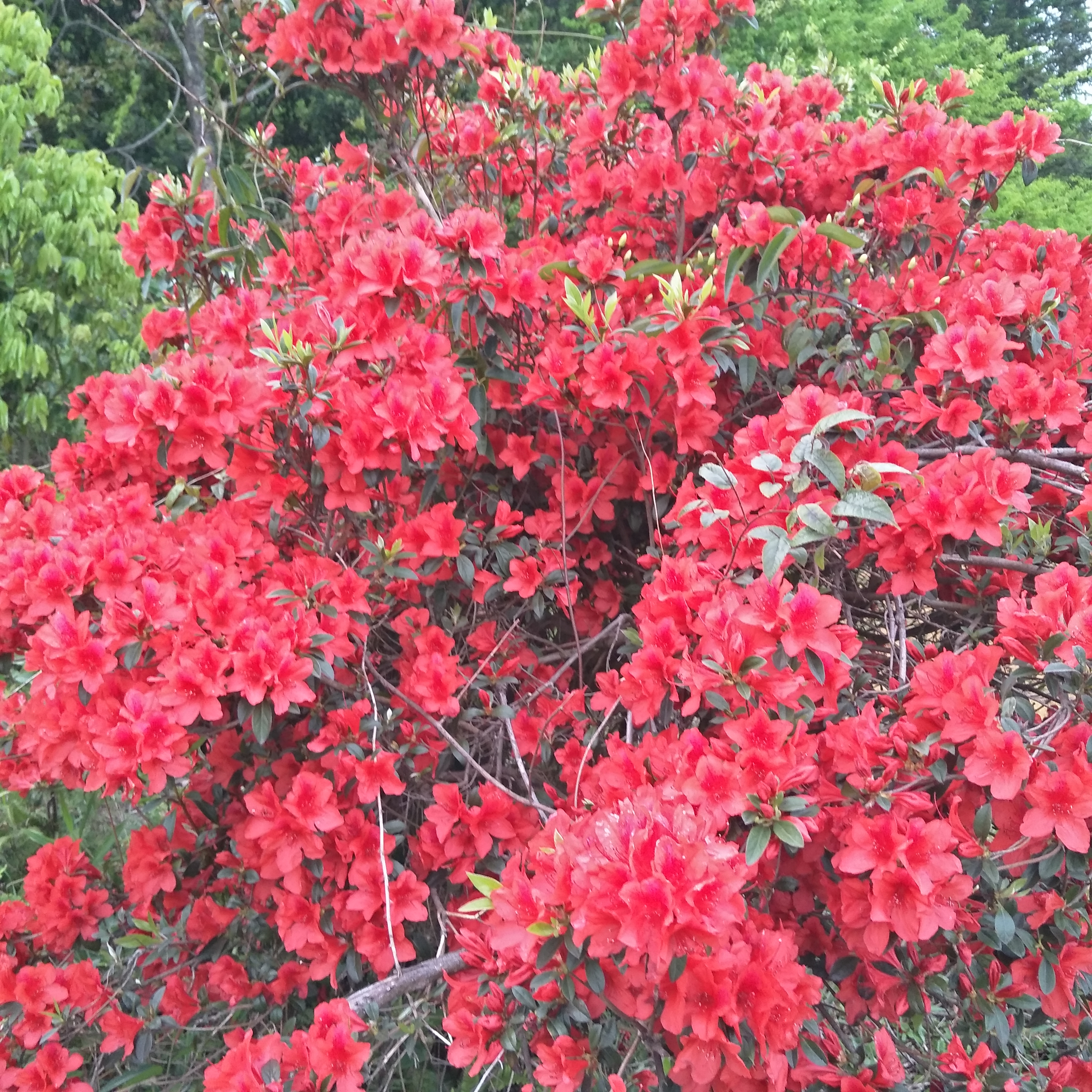 百年艳山红 防种植