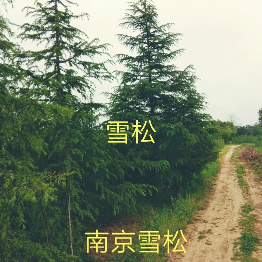 南京南京雪松 