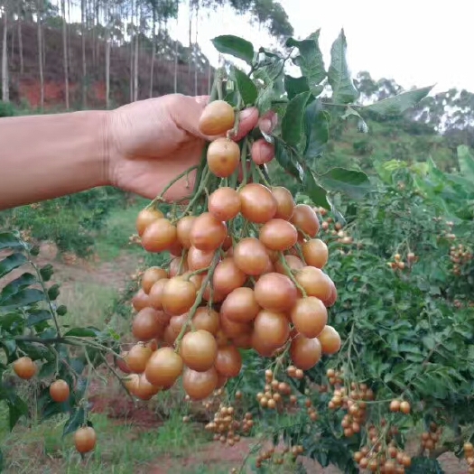 灵山县鸡心黄皮苗  果树苗黄皮苗黑黄皮鸡心黄皮 无核黄皮