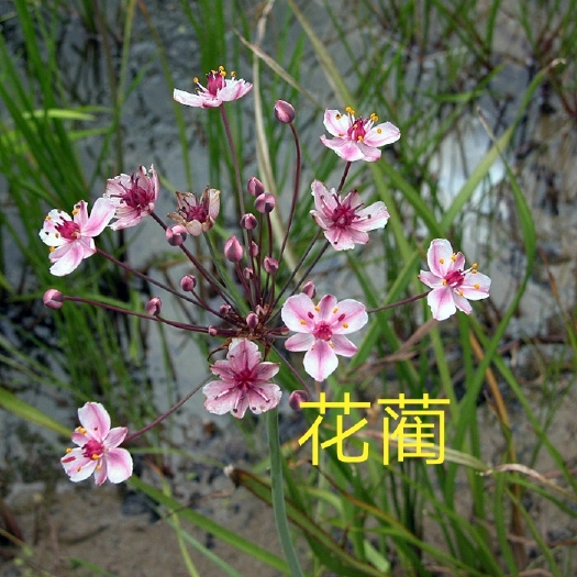 安新县荷花 花蔺