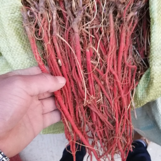 亳州丹参种苗  签订收购合同提供种植技术