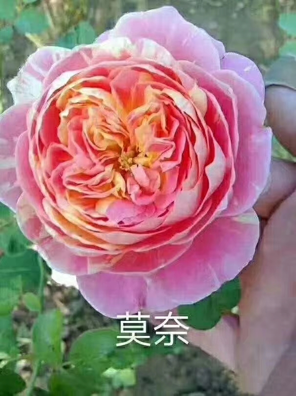 欧月 卡罗拉  玫瑰 切花 鲜花苗四季玫瑰