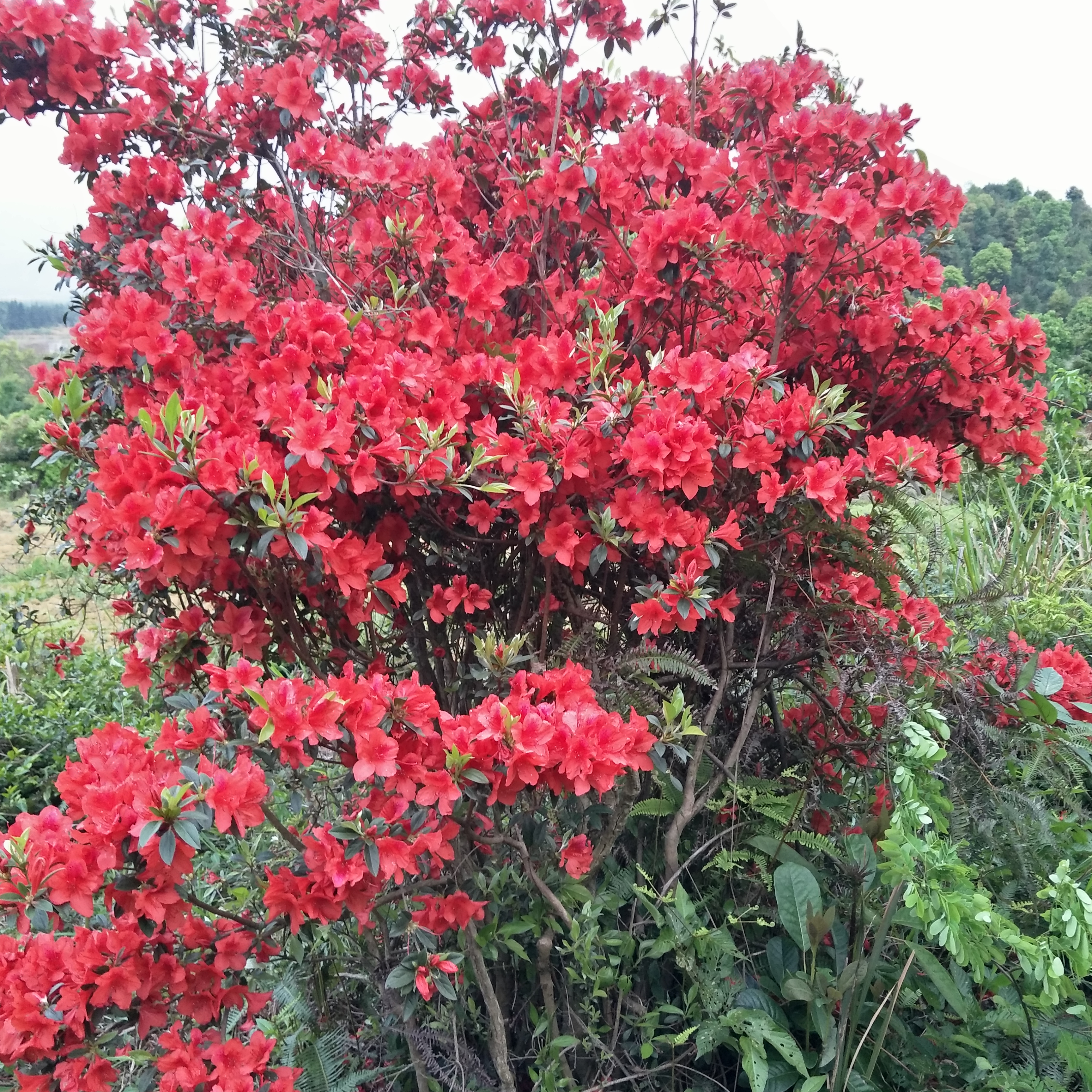 百年艳山红 防种植