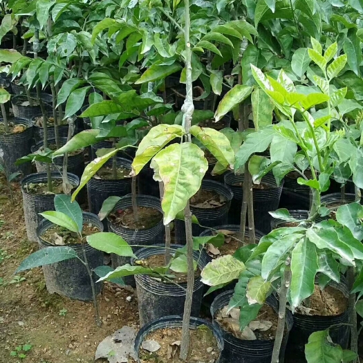 普宁市鸡心黄皮苗