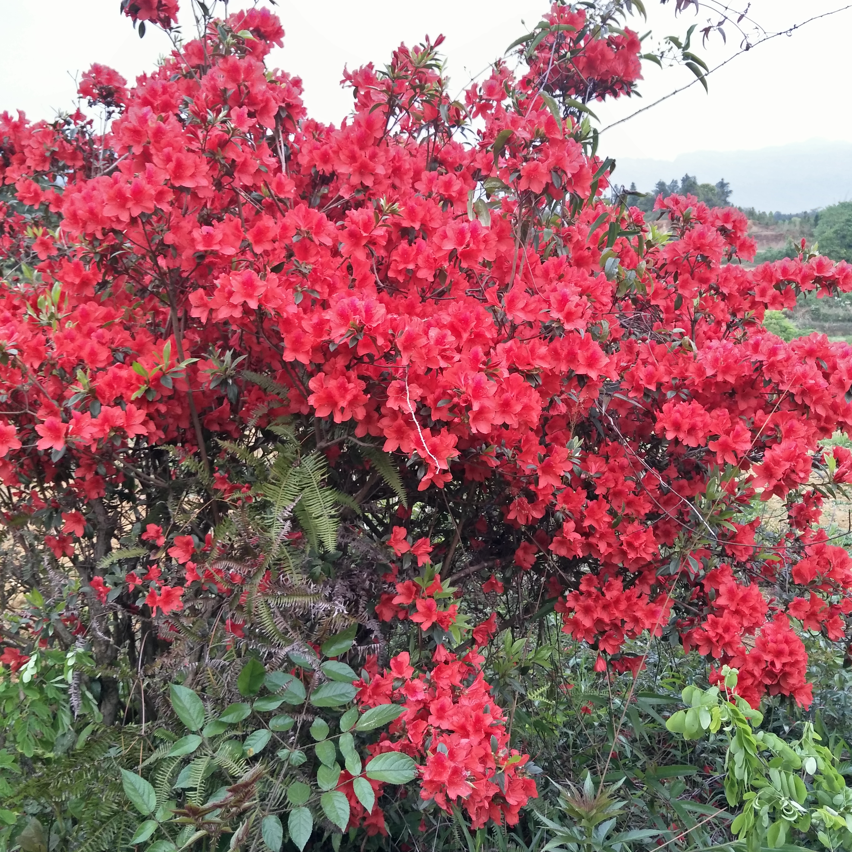 百年艳山红 防种植