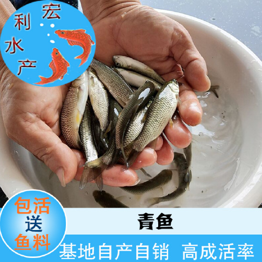 广州青鱼苗 