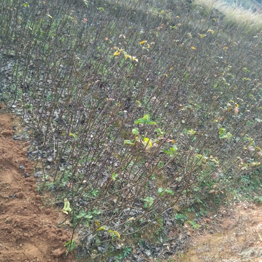 翠冠梨苗  嫁接苗 基地值销