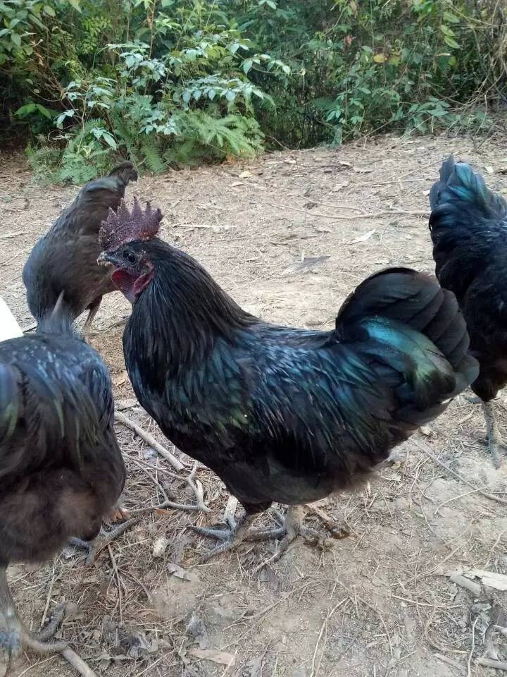 五黑鸡苗 绿壳蛋鸡也叫五黑鸡全身黑色 蛋为绿色营养价值高