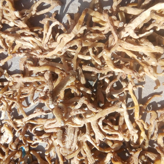 常宁市玉竹