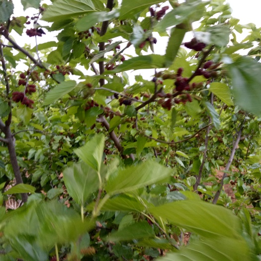 盐边县攀枝花黑桑葚 2 - 3cm