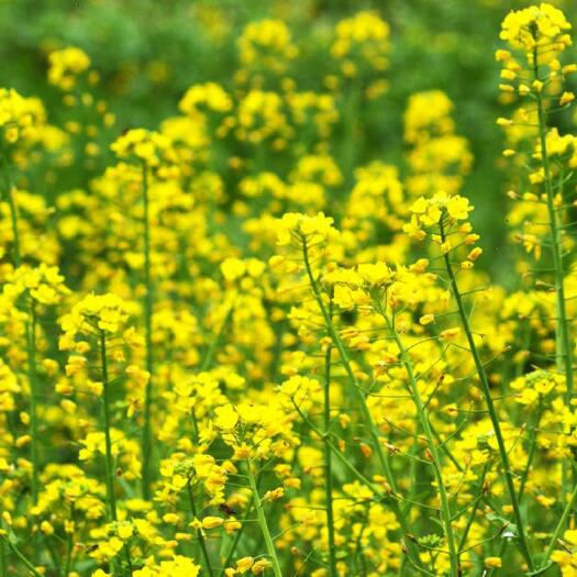 油菜籽  抗寒强 防倒伏 适合高寒地区种植