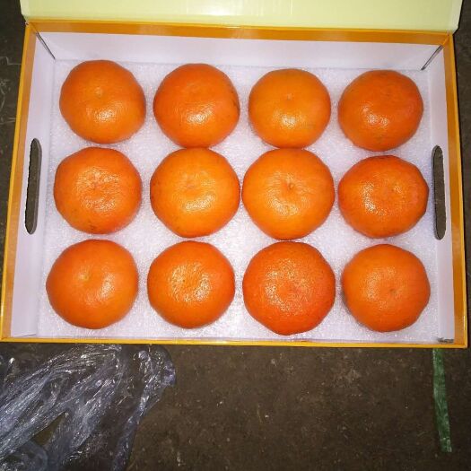 明日見柑橘苗 浙江原產(chǎn)地供應(yīng)明日見/阿斯密，品種更純品質(zhì)更正宗